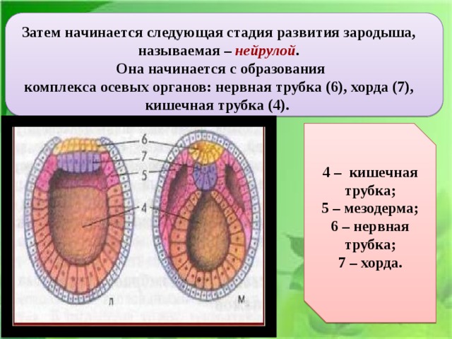 Ё Затем начинается следующая стадия развития зародыша, называемая – нейрулой .  Она начинается с образования комплекса осевых органов: нервная трубка (6), хорда (7), кишечная трубка (4). 4 – кишечная трубка; 5 – мезодерма; 6 – нервная трубка; 7 – хорда.  