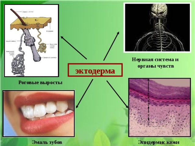 Нервная система и органы чувств эктодерма Роговые выросты Эмаль зубов Эпидермис кожи 