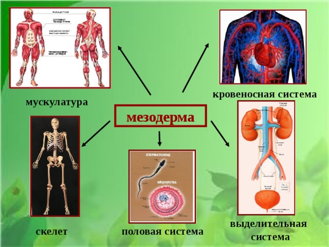 кровеносная система мускулатура мезодерма выделительная  система половая система скелет 