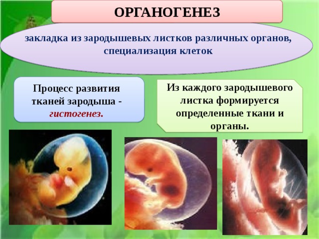 Три стадии характеризующие стадию органогенеза. Процесс формирования органов и тканей у зародыша. Органогенез. Органогенез из зародышевых листков. Органогенез, человеческий эмбрион.