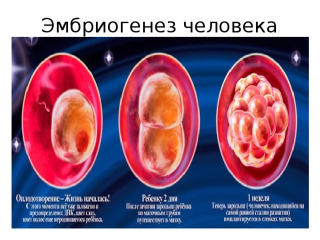 Эмбриогенез человека 