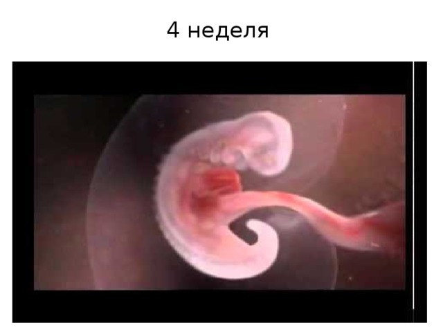 4 неделя 