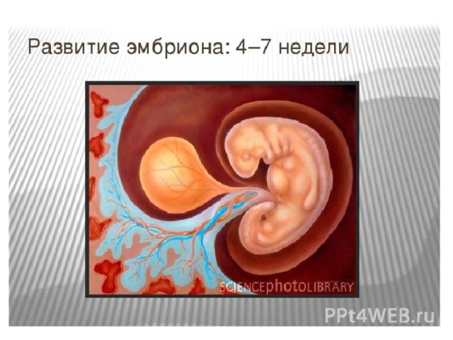 Эмбрион 4. Эмбрион собаки 4 недели.