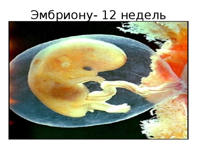 Эмбриону- 12 недель 