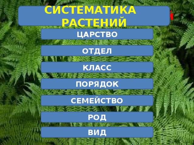 Царство отдел класс порядок семейство род вид