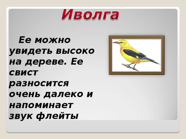 Форум иволга проекты