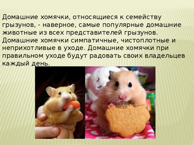   Домашние хомячки, относящиеся к семейству грызунов, - наверное, самые популярные домашние животные из всех представителей грызунов. Домашние хомячки симпатичные, чистоплотные и неприхотливые в уходе. Домашние хомячки при правильном уходе будут радовать своих владельцев каждый день. 
