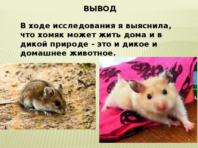 ВЫВОД В ходе исследования я выяснила, что хомяк может жить дома и в дикой природе - это и дикое и домашнее животное. 