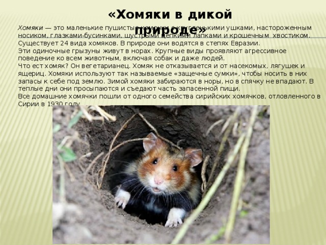 «Хомяки в дикой природе»  Хомяки — это маленькие пушистые комочки с кругленькими ушками, настороженным носиком, глазками-бусинками, шустрыми цепкими лапками и крошечным хвостиком. Существует 24 вида хомяков. В природе они водятся в степях Евразии.  Эти одиночные грызуны живут в норах. Крупные виды проявляют агрессивное поведение ко всем животным, включая собак и даже людей. Что ест хомяк? Он вегетарианец. Хомяк не отказывается и от насекомых, лягушек и ящериц. Хомяки используют так называемые «защечные сумки», чтобы носить в них запасы к себе под землю. Зимой хомяки забираются в норы, но в спячку не впадают. В теплые дни они просыпаются и съедают часть запасенной пищи. Все домашние хомячки пошли от одного семейства сирийских хомячков, отловленного в Сирии в 1930 году.    