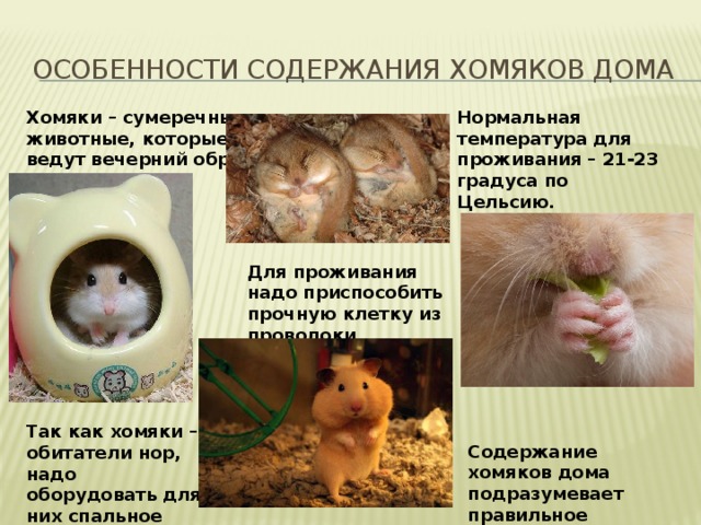 Особенности содержания хомяков дома Хомяки – сумеречные животные, которые ведут вечерний образ жизни. Нормальная температура для проживания – 21-23 градуса по Цельсию. Для проживания надо приспособить прочную клетку из проволоки. Так как хомяки – обитатели нор, надо оборудовать для них спальное место. Содержание хомяков дома подразумевает правильное питание. 