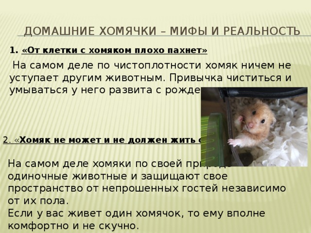 Домашние хомячки – мифы и реальность 1. «От клетки с хомяком плохо пахнет»  На самом деле по чистоплотности хомяк ничем не уступает другим животным. Привычка чиститься и умываться у него развита с рождения. 2. « Хомяк не может и не должен жить один » На самом деле хомяки по своей природе одиночные животные и защищают свое пространство от непрошенных гостей независимо от их пола. Если у вас живет один хомячок, то ему вполне комфортно и не скучно. 