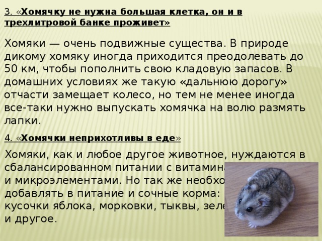 3. « Хомячку не нужна большая клетка, он и в трехлитровой банке проживет» Хомяки — очень подвижные существа. В природе дикому хомяку иногда приходится преодолевать до 50 км, чтобы пополнить свою кладовую запасов. В домашних условиях же такую «дальнюю дорогу» отчасти замещает колесо, но тем не менее иногда все-таки нужно выпускать хомячка на волю размять лапки. 4. « Хомячки неприхотливы в еде » Хомяки, как и любое другое животное, нуждаются в сбалансированном питании с витаминами и микроэлементами. Но так же необходимо добавлять в питание и сочные корма: кусочки яблока, морковки, тыквы, зелень и другое. 