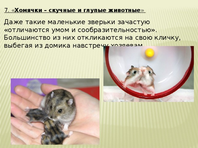 7. « Хомячки – скучные и глупые животные » Даже такие маленькие зверьки зачастую «отличаются умом и сообразительностью». Большинство из них откликаются на свою кличку, выбегая из домика навстречу хозяевам. 