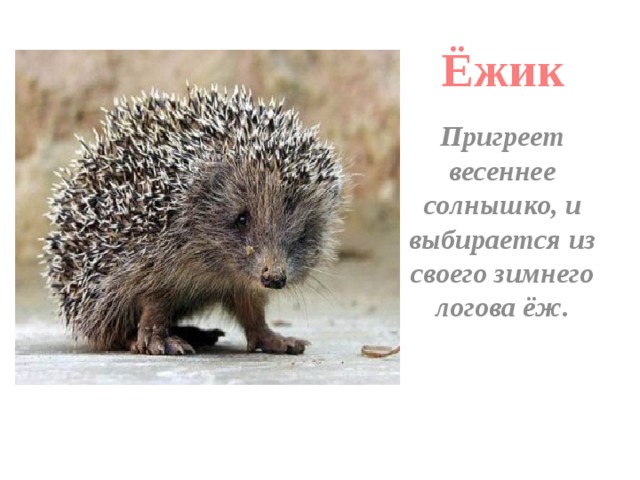 Ежик проснулся план к тексту