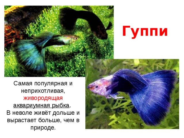 Гуппи Самая популярная и неприхотливая, живородящая аквариумная рыбка . В неволе живёт дольше и вырастает больше, чем в природе. 