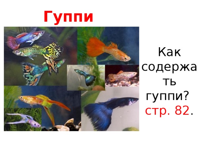 Гуппи Как содержать гуппи?  стр. 82 . 