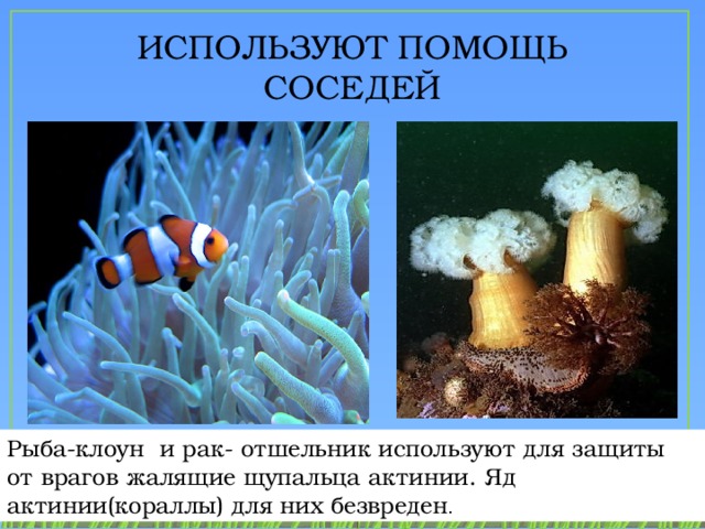актиния и рыба клоун тип взаимоотношений