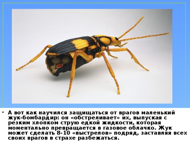 Как животные защищаются от врагов 6 класс проект