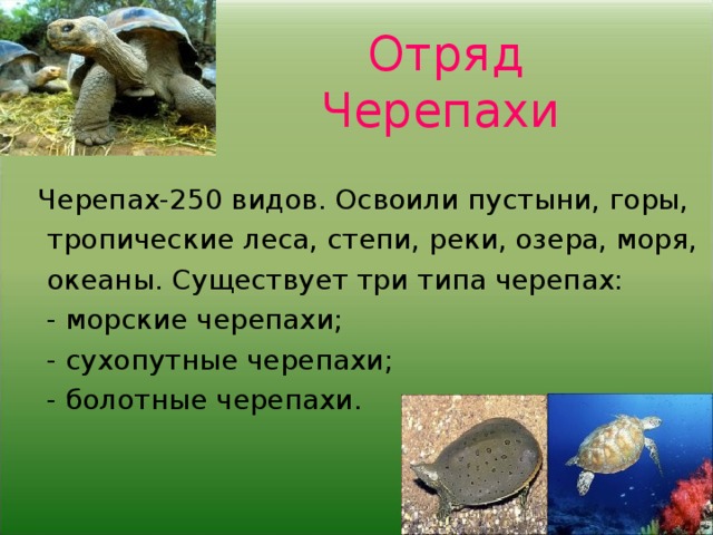  Отряд Черепахи Черепах-250 видов. Освоили пустыни, горы,  тропические леса, степи, реки, озера, моря,  океаны. Существует три типа черепах:  - морские черепахи;  - сухопутные черепахи;  - болотные черепахи. 