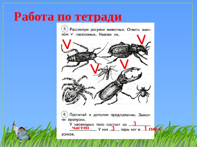 Рассмотрите рисунок с изображением одомашненного насекомого как называется