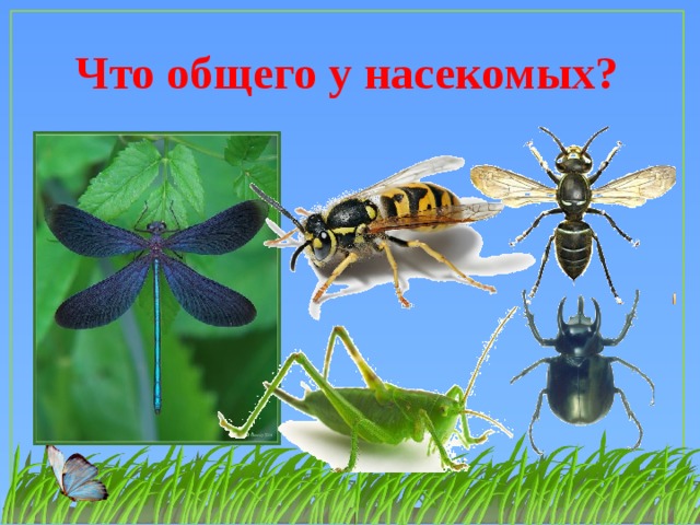 Проект про насекомых 1 класс окружающий мир