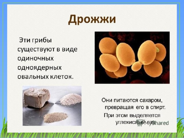 Как выглядят дрожжевые грибы