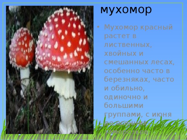 Презентация о мухоморе 3 класс