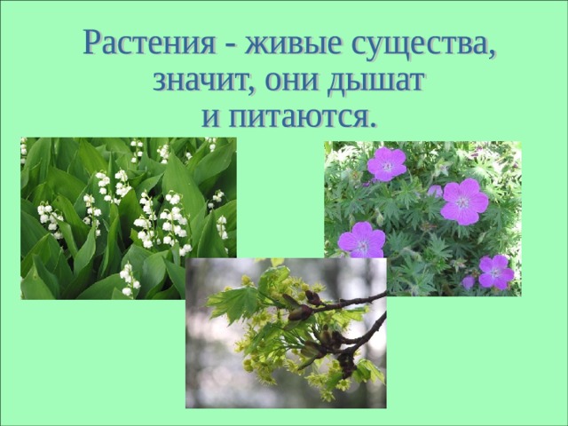 Пушкин цветок 3 класс пнш презентация