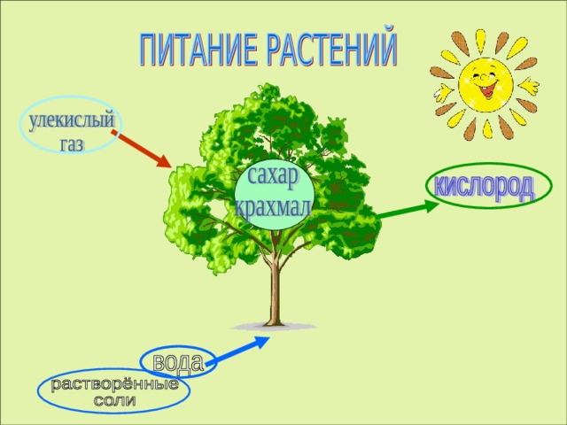Схема питания дерева