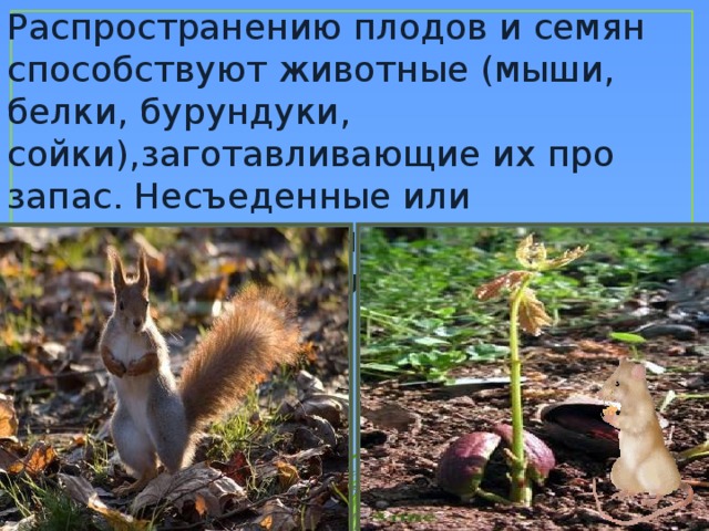 Распространение муравьями семян растений является примером Урок по окружающему миру "Размножение растений"
