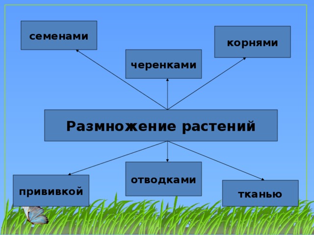 Презентация размножение растений 2 класс