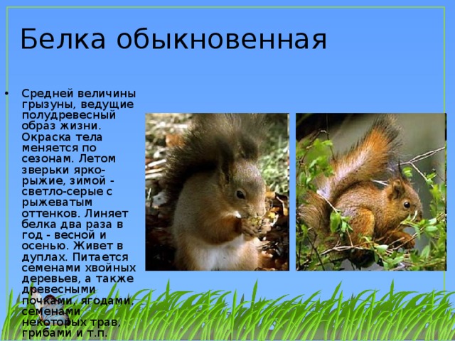 Презентация обыкновенная белка
