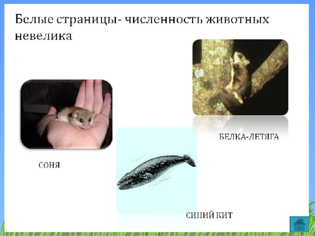 Белая книга животных и растений