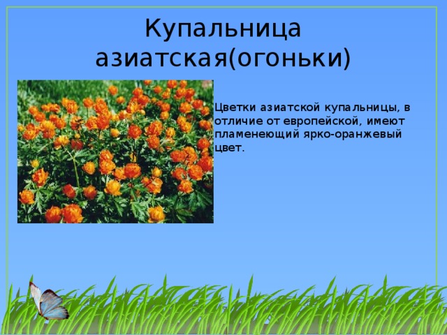 Какой тип питания характерен для купальницы азиатской изображенной на рисунке
