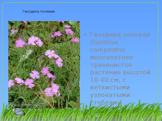 План рассказа рождение гвоздика