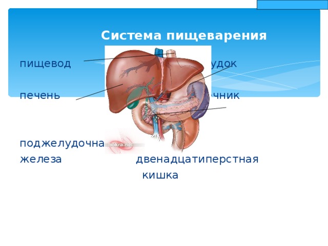 Печень является органом