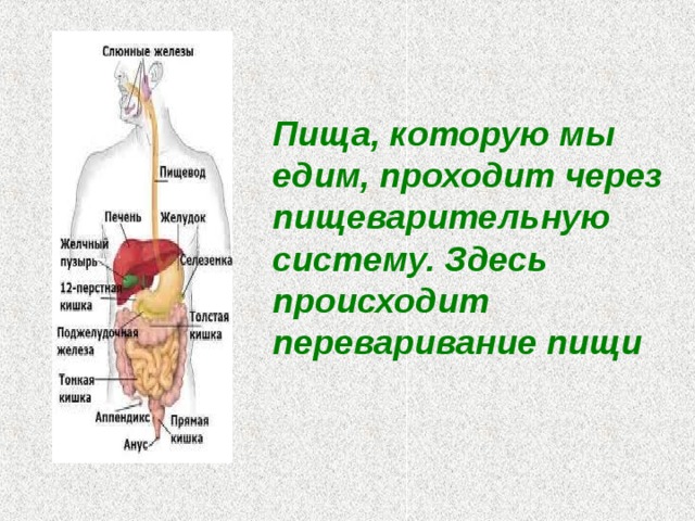 В какую систему органов входит пищевод. Пищеварительная система человека переваривание пищи. Строение пищеварительной системы человека. Путь пищи в организме человека. Схема прохождения пищи в организме человека.