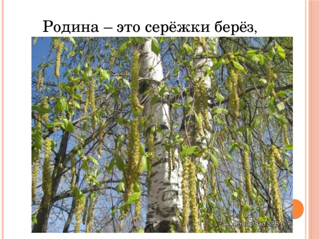Береза С Сережками Картинки Для Детей
