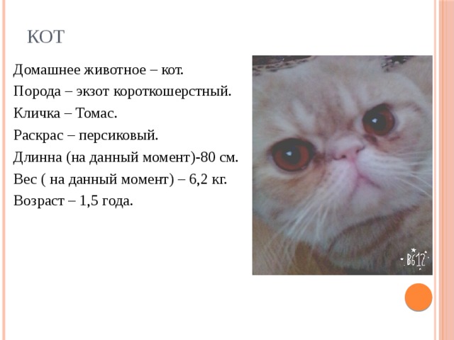 Кот Домашнее животное – кот. Порода – экзот короткошерстный. Кличка – Томас. Раскрас – персиковый. Длинна (на данный момент)-80 см. Вес ( на данный момент) – 6,2 кг. Возраст – 1,5 года. 