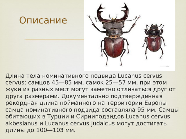 Описание Длина тела номинативного подвида Lucanus cervus cervus: самцов 45—85 мм, самок 25—57 мм, при этом жуки из разных мест могут заметно отличаться друг от друга размерами. Документально подтверждённая рекордная длина пойманного на территории Европы самца номинативного подвида составляла 95 мм. Самцы обитающих в Турции и Сирииподвидов Lucanus cervus akbesianus и Lucanus cervus judaicus могут достигать длины до 100—103 мм. 