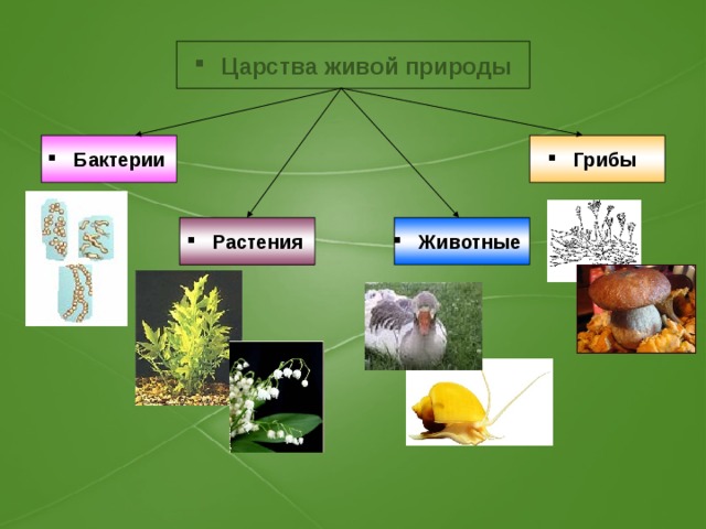 Царство живой природы пример. Бактерии грибы растения животные это царство. Царство живой природы растения.