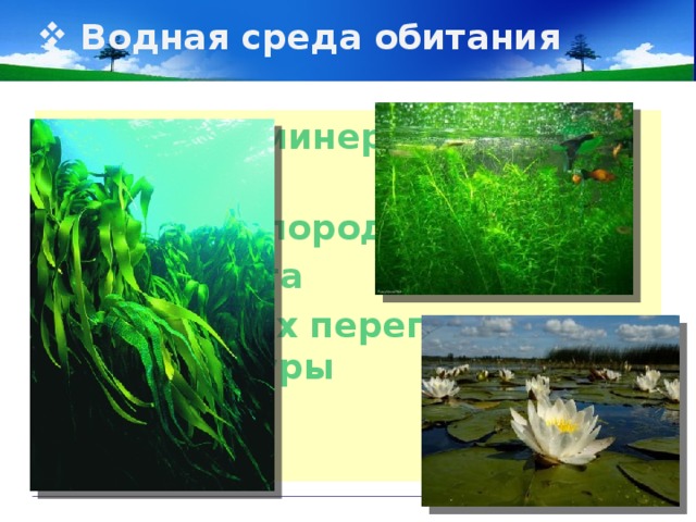 Тест по теме водная среда. Растения водной среды. Водная среда обитания. Растения водной среды обитания. Обитатели водной среды растения.