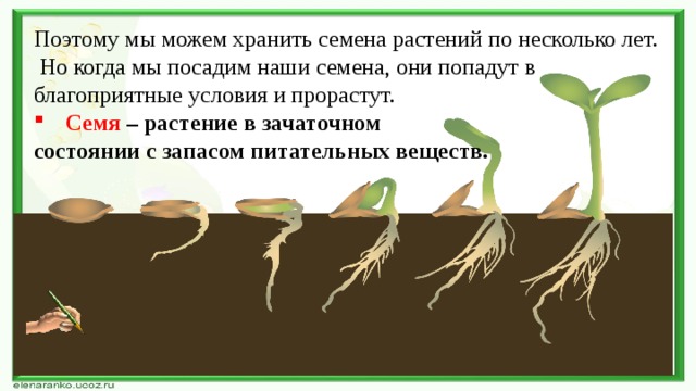 Поэтому мы можем хранить семена растений по несколько лет. Но когда мы посадим наши семена, они попадут в благоприятные условия и прорастут.  Семя – растение в зачаточном состоянии с запасом питательных веществ. 
