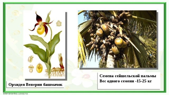 Семена сейшельской пальмы Вес одного семени -15-25 кг Орхидея Венерин башмачок 
