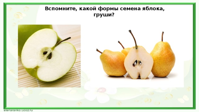Вспомните, какой формы семена яблока, груши? 