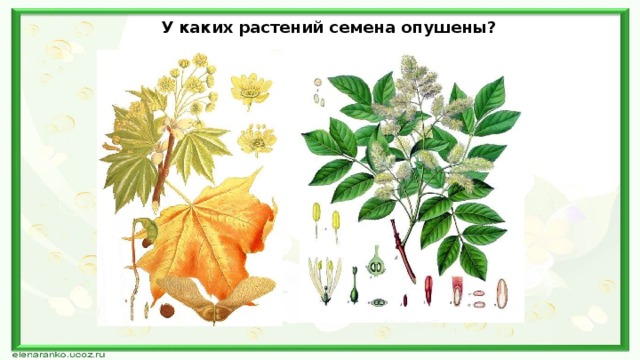 У каких растений семена опушены? 