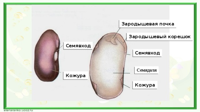 Зародышевая почка Зародышевый корешок Семявход Семявход Семядоля Кожура Кожура 