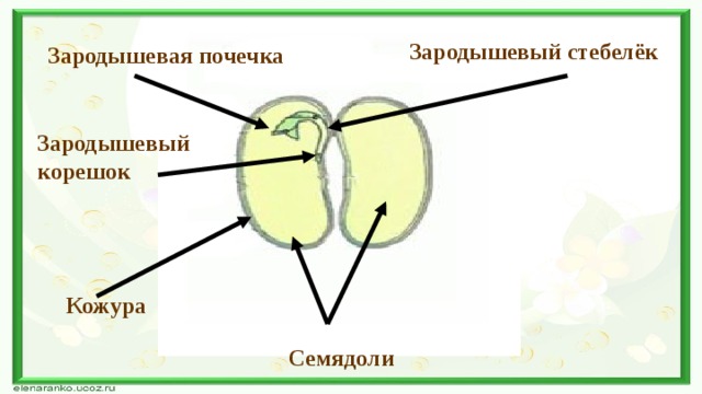 Зародышевый стебелёк  Зародышевая почечка  Зародышевый корешок  Кожура Семядоли 