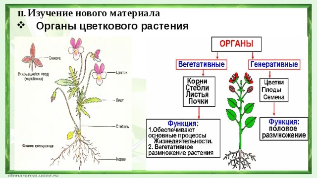 II. Изучение нового материала Органы цветкового растения 