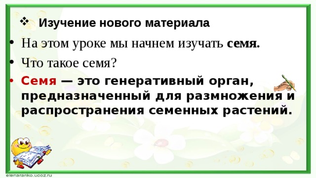 Изучение нового материала На этом уроке мы начнем изучать семя. Что такое семя? Семя  — это генеративный орган, предназначенный для размножения и распространения семенных растений.  